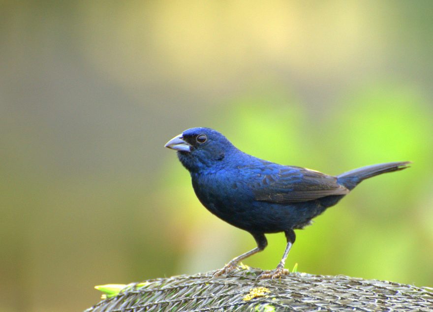 Jacarini Finch