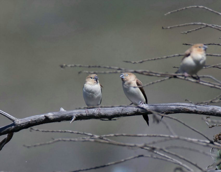 African Silverbill