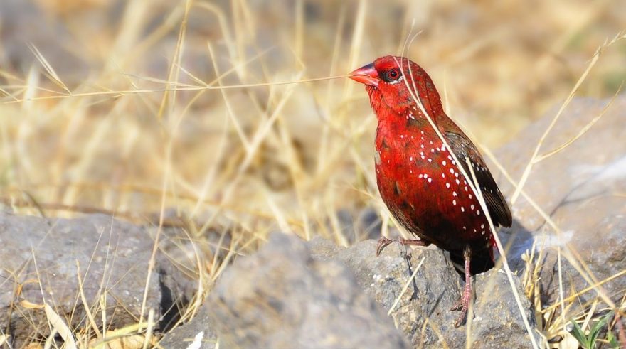 Beyond beginner: 8 finches suitable for intermediate breeders
