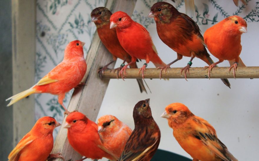What you need to know about Red Factor Canaries