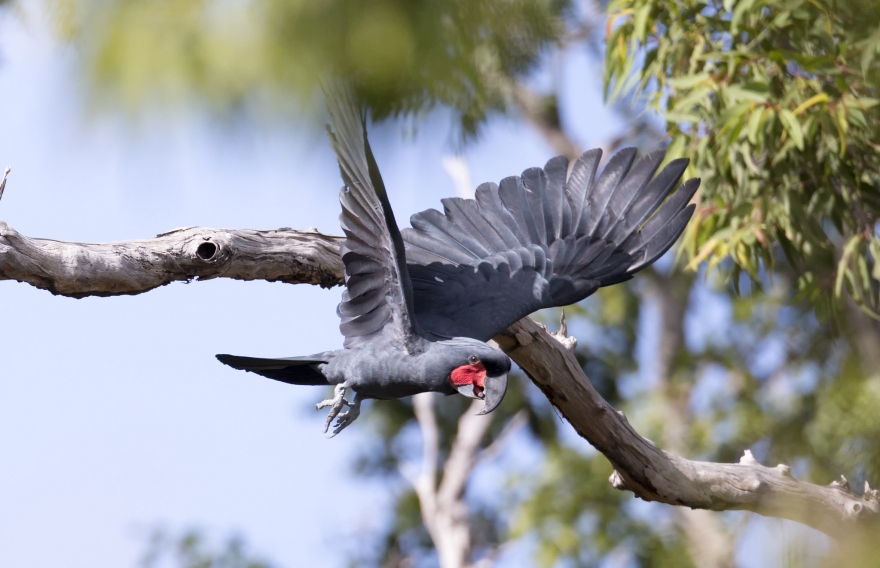 Palm cockatoo numbers declining due to habitat loss