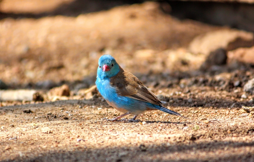 Species profile: Blue-Capped Cordon Bleu