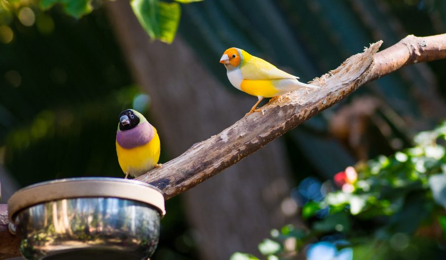 Three reasons you need a second finch aviary