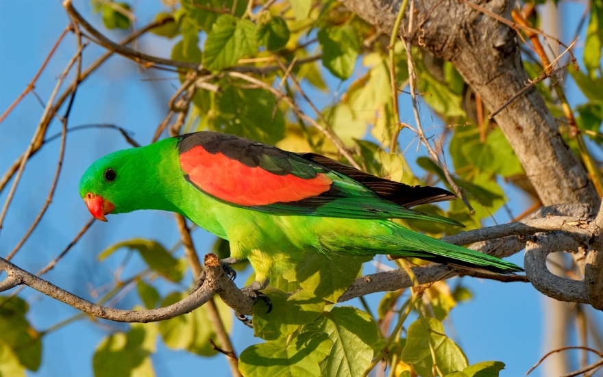 Parrot corner: Keeping & breeding the Red-Winged Parrot