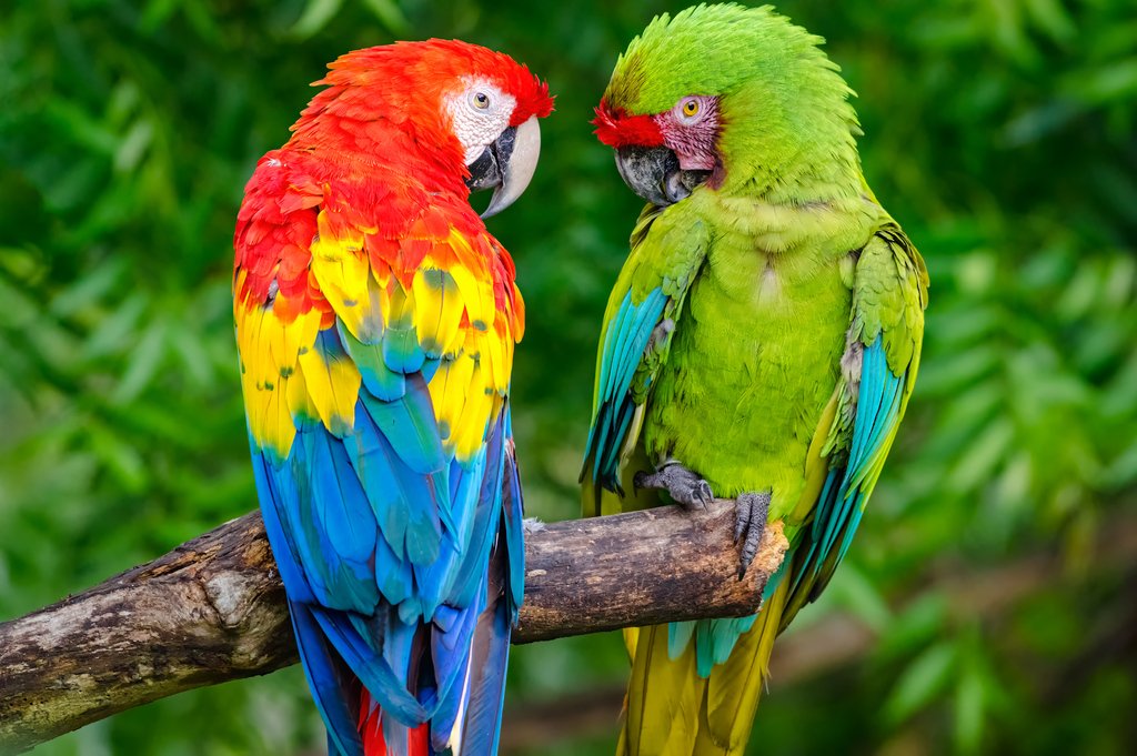 Parrot corner: Which macaw species are available in Australia?