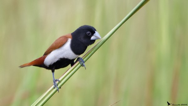 Tricoloured Munia species profile