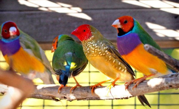 How to prepare your birds for the breeding season