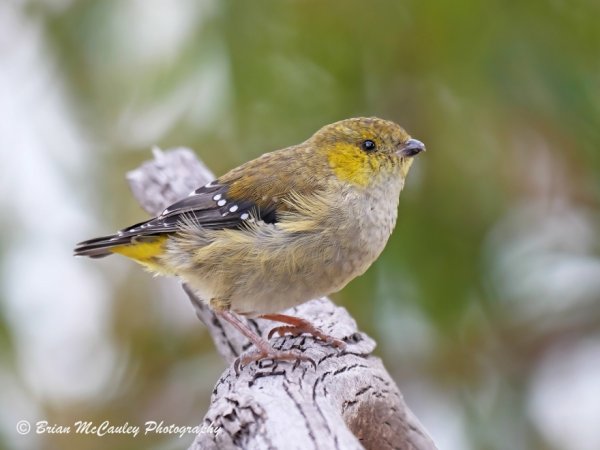 Scientists find a way to save the forty-spotted pardalote