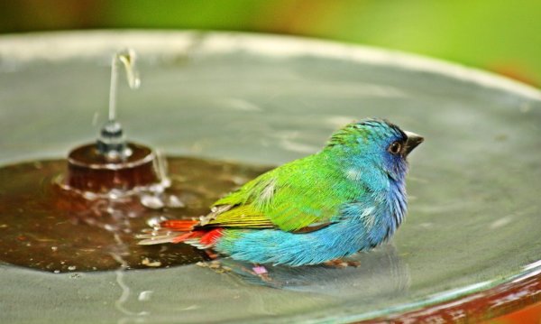 Tricoloured Parrotfinch species profile