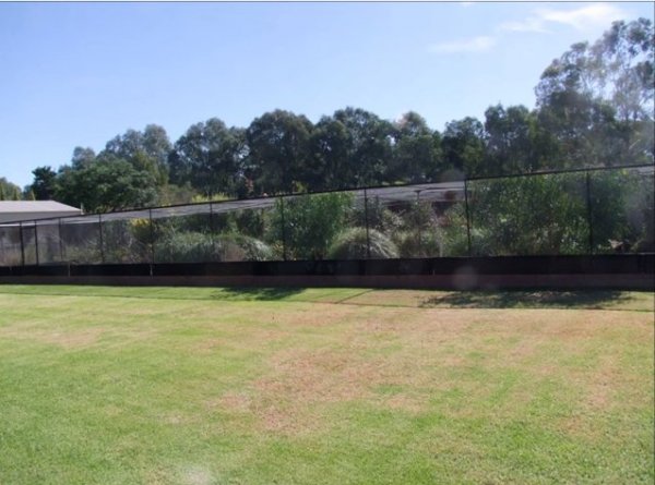 Video: Aviary Plants & Grasses by David Holmes