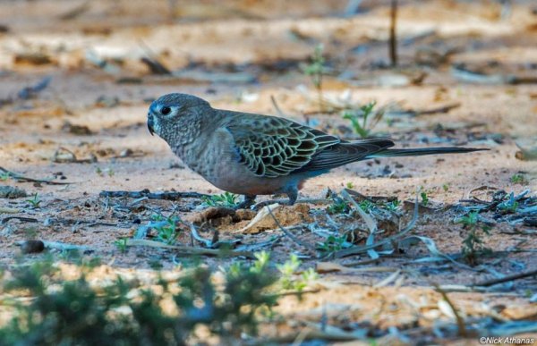 What are Neophema parrots and why are they so popular?