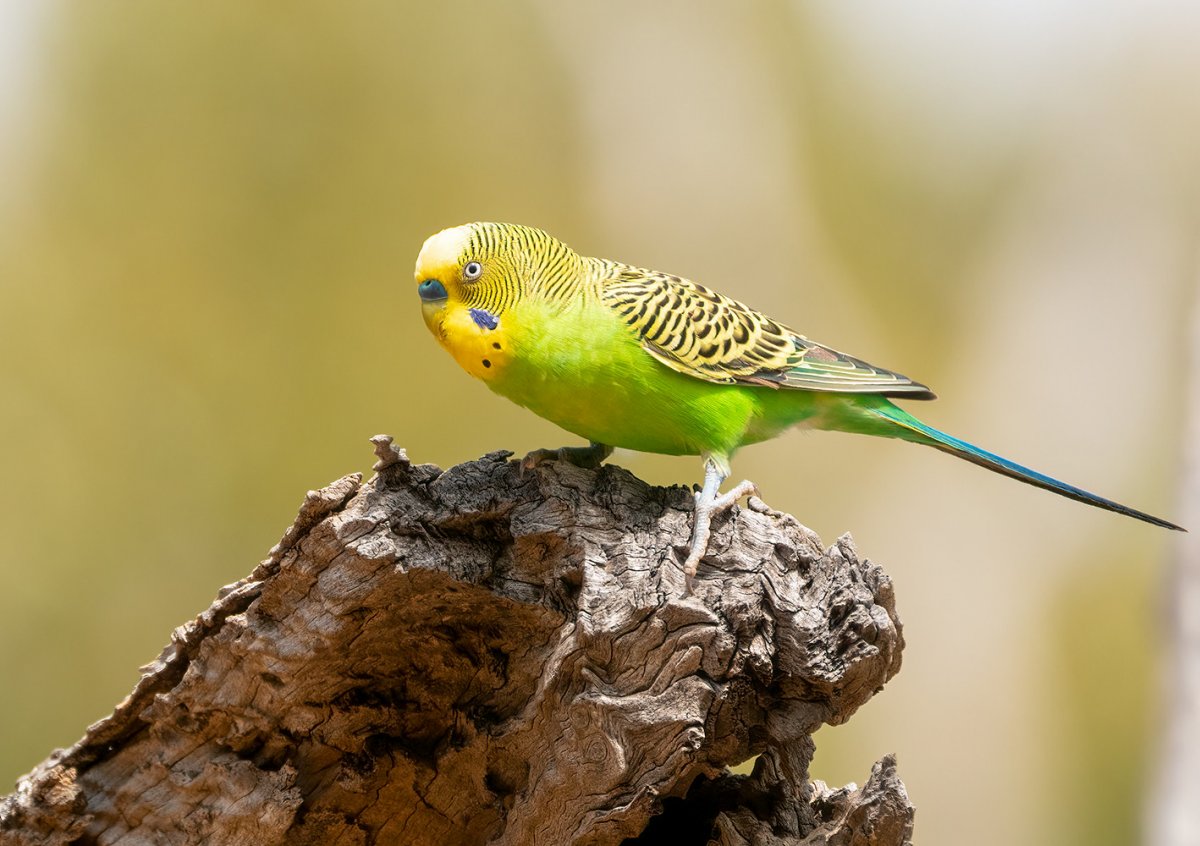 What’s the difference between a budgie and a bush budgie?