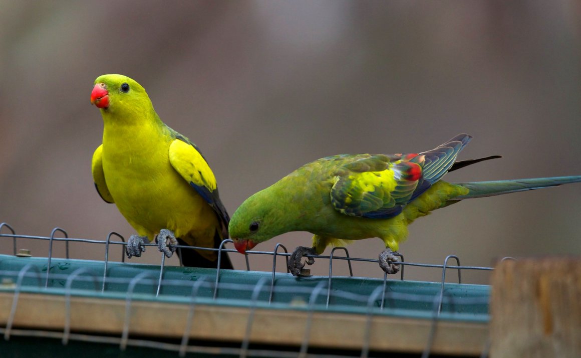 Parrot corner: Keeping & breeding the Regent Parrot