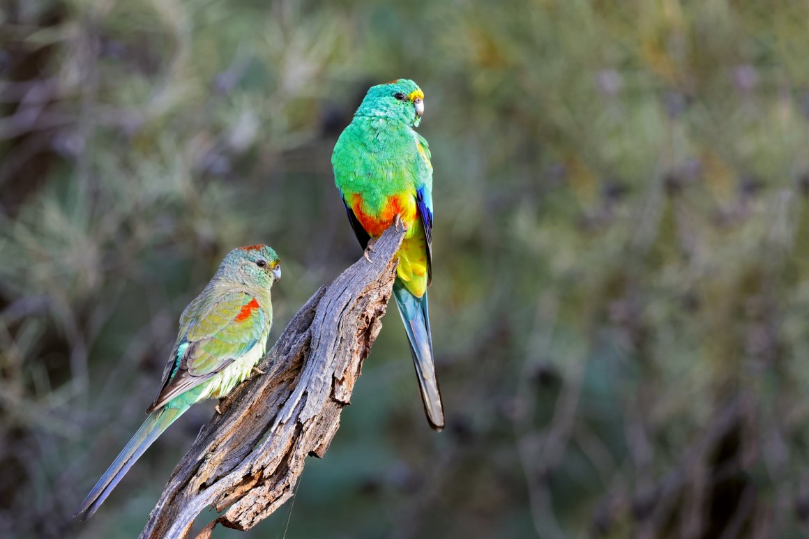 Parrot corner: Keeping & breeding the Mulga Parrot