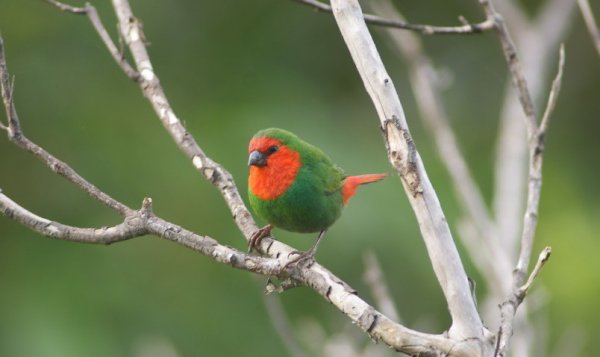 Red-faced parrotfinch