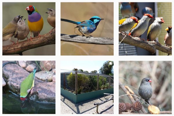 Aussie Finch Forum on Instagram