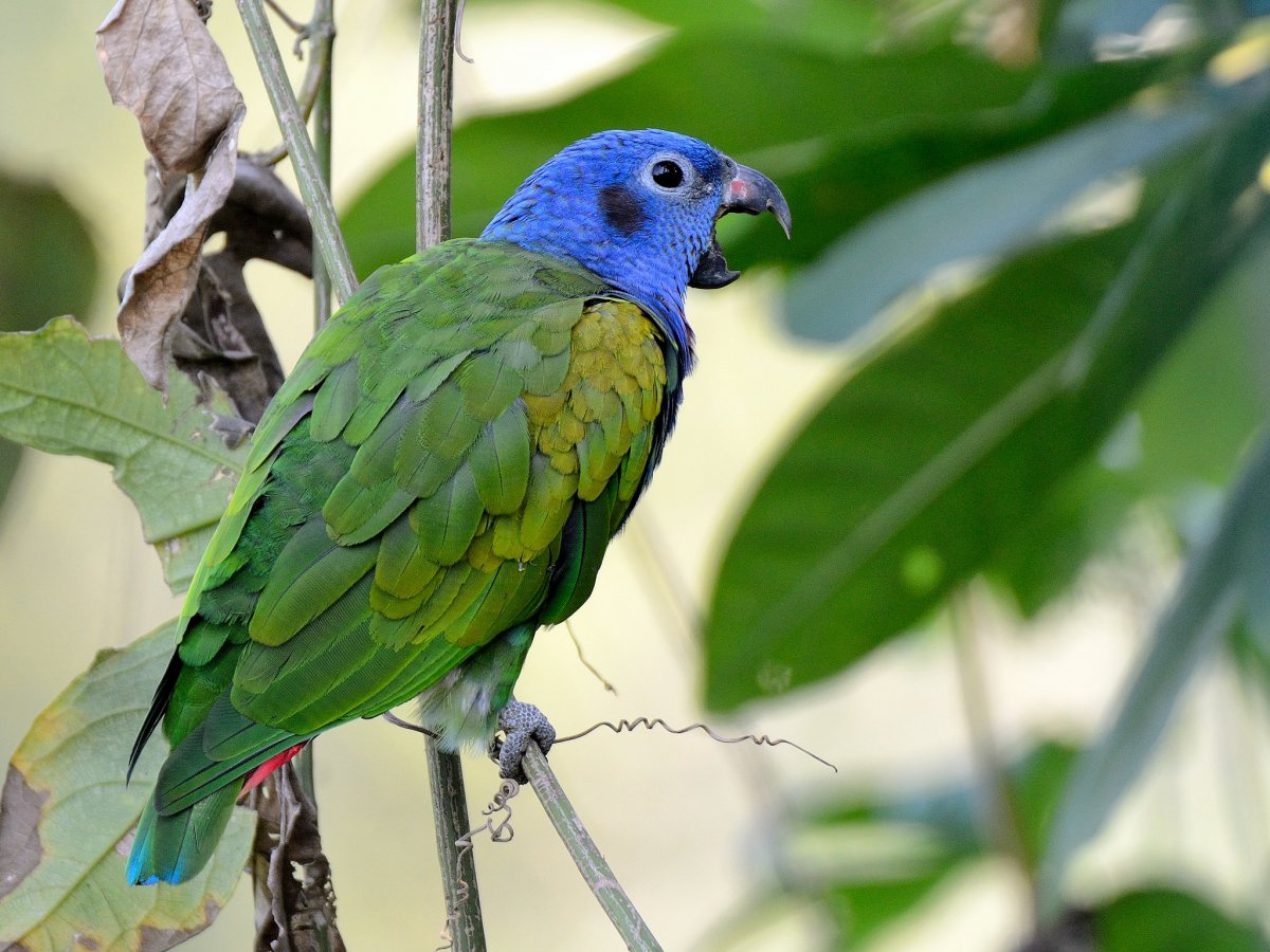 Parrot corner: Keeping & breeding the blue-headed Pionus