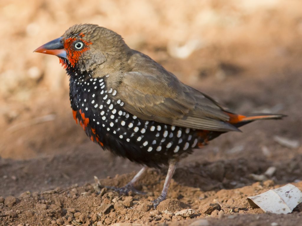 Painted Firetail Finch (Species Profile)