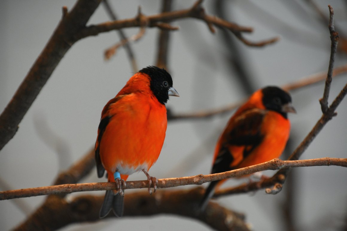 Keeping and breeding the Red Siskin