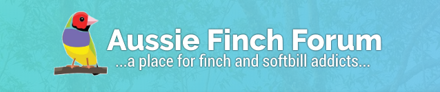 Aussie Finch Forum