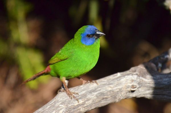 8 aviary maintenance tasks to tackle in spring