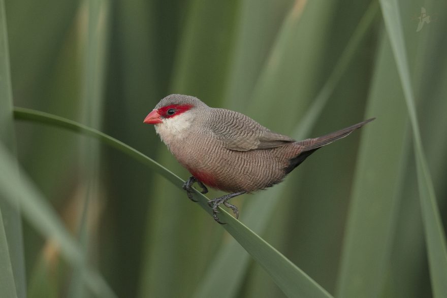 Common (St. Helena) Waxbill