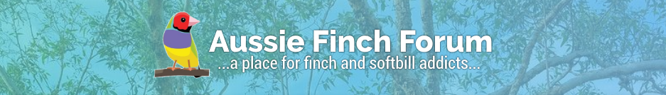 Aussie Finch Forum