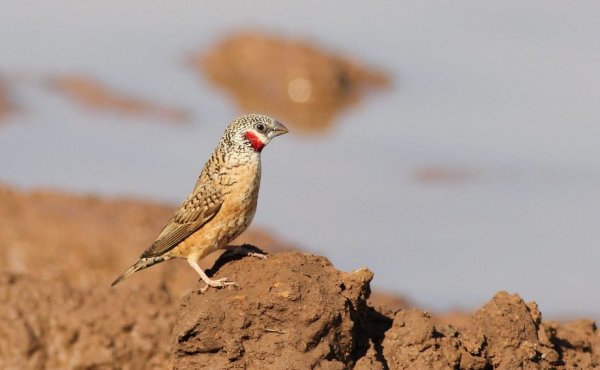 Cut-Throat Finch