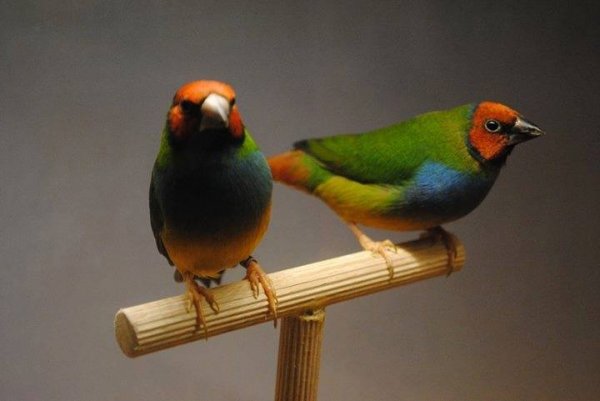 How to Avoid Producing Parrotfinch Hybrids