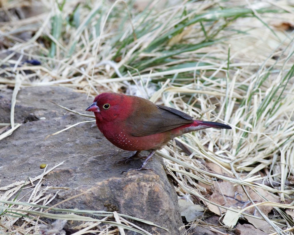 African Firefinch species profile