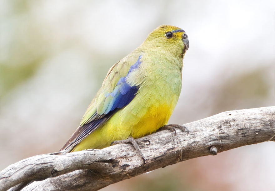 Keeping and breeding Blue-Winged Parrots