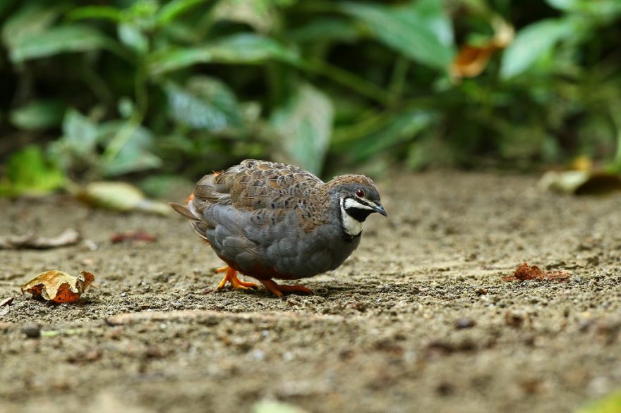 Pros and cons of adding quail to an aviary