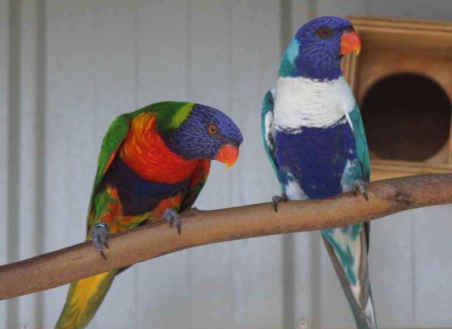 An update on the blue rainbow lorikeet mutation