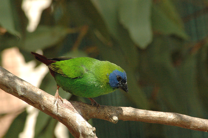 Species profile: Blue-faced Parrotfinch
