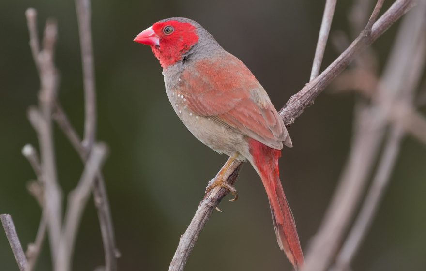 Crimson Finch