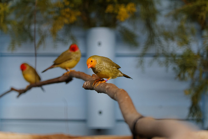 How to prepare your birds for the breeding season