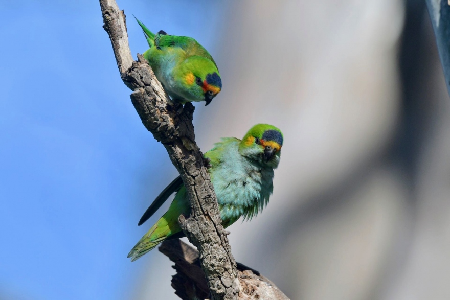 Parrot corner: Getting started with Australian lorikeets