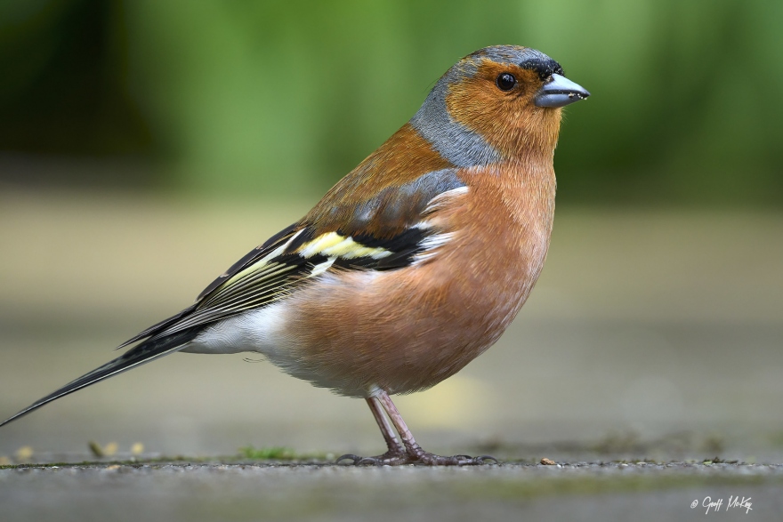 Chaffinch species profile