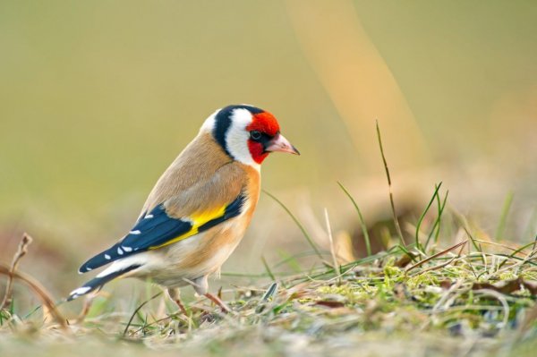 Species profile: European Goldfinch