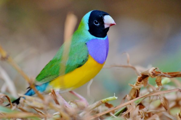 The fascinating science of Gouldian finch head colours