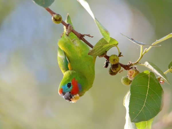 Getting started with Australian fig parrots