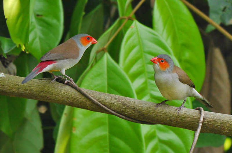 Orange-cheeked Waxbill species profile
