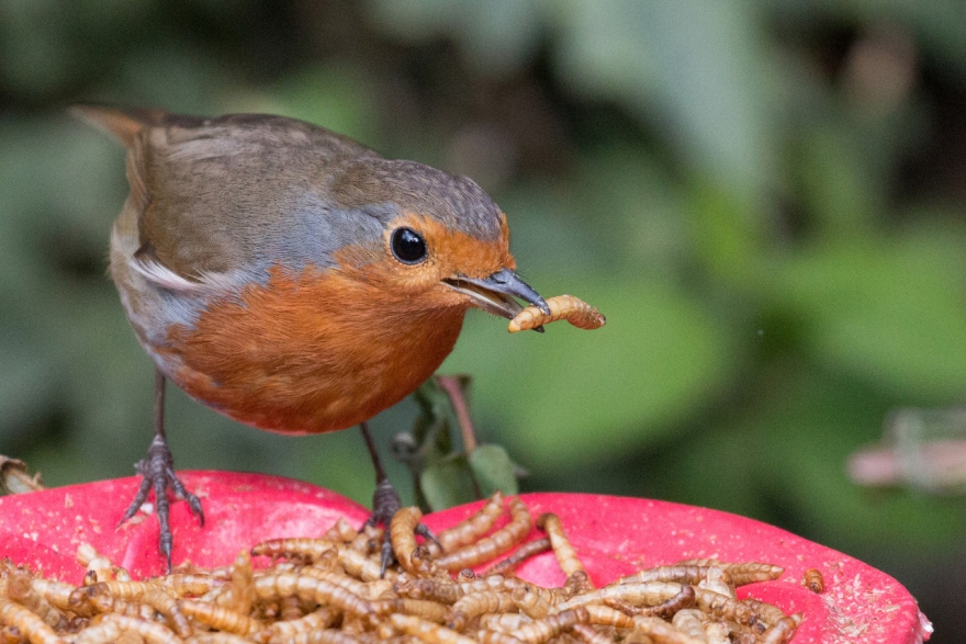 An introduction to breeding mealworms