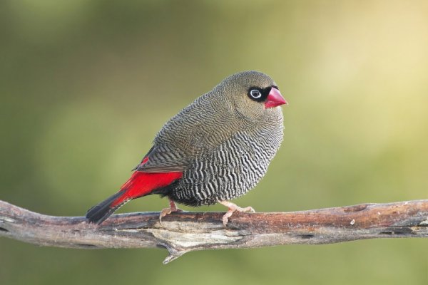 Aussie finch breeder outlet