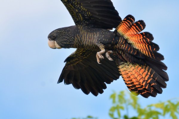 A bit of parrot news: New red-tailed black cockatoo subspecies discovered in WA