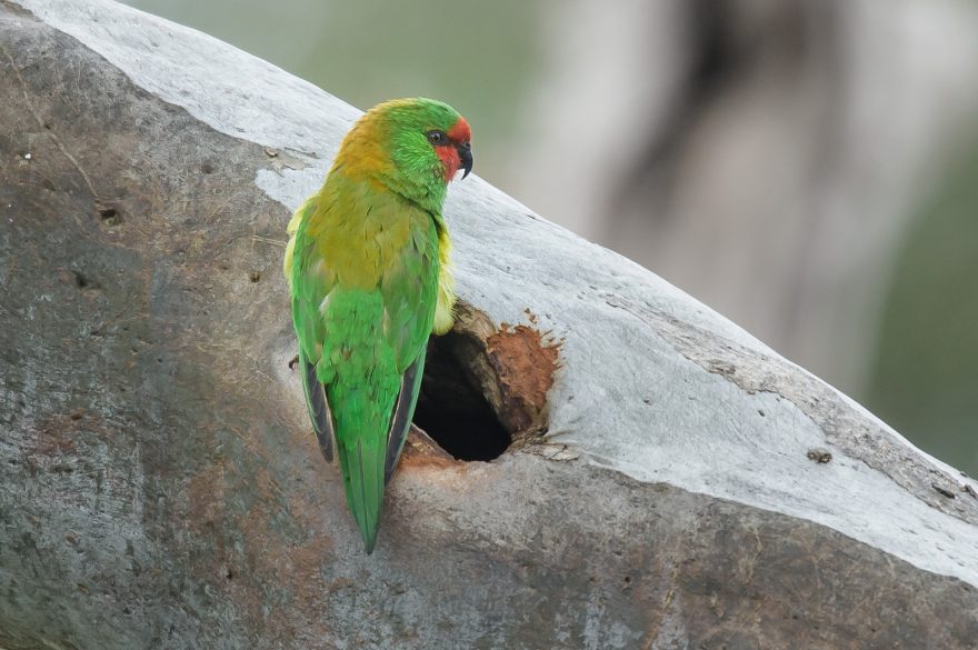 Parrot corner: Little Lorikeet Species Profile