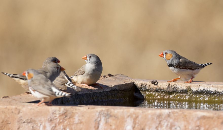 Keeping your birds cool during extremely hot weather