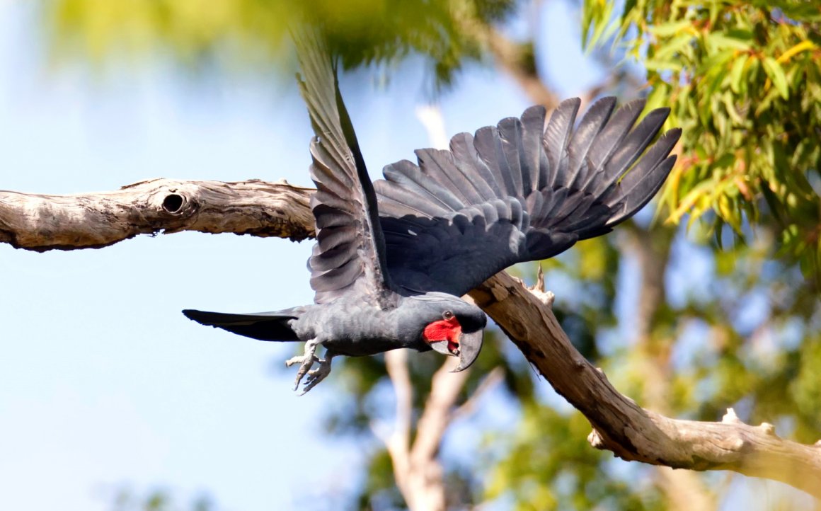 Palm cockatoo reclassified as endangered as population drops