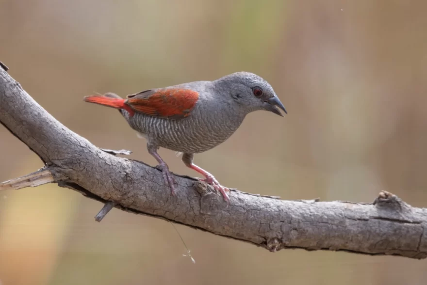 Species profile: Aurora Finch
