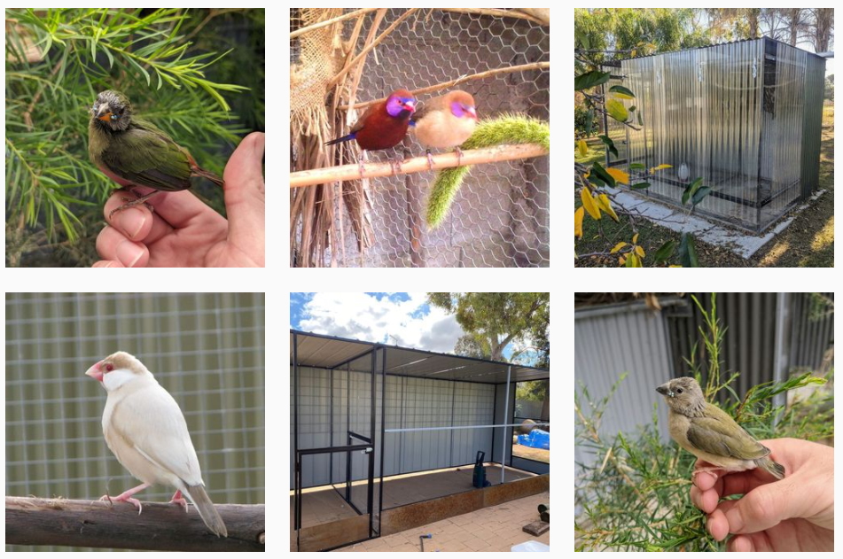 Follow Aussie Finch Forum on Instagram